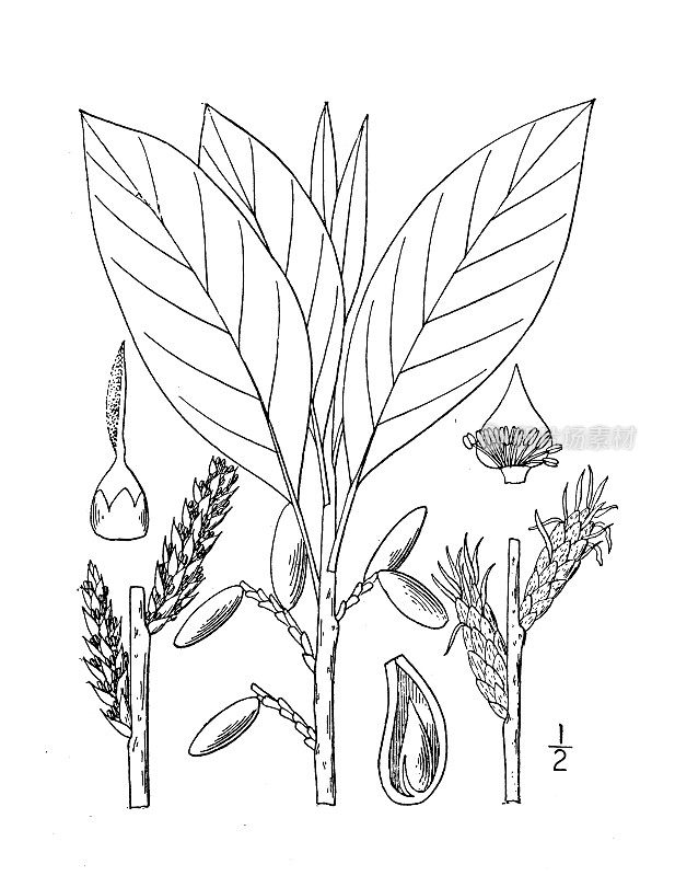 古董植物学植物插图:Leitneria Floridana, Leitneria